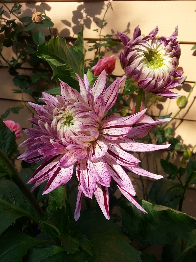  photo 20140909_172307_zpsmg1zjzq4.jpg